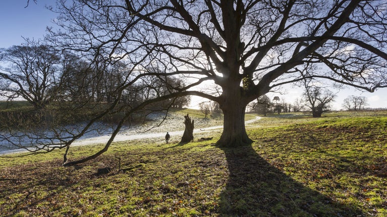 Landscape image of a tree in the winter on a frosty morning
